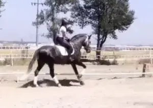 Línea Impaciente II. Buenas capacidades para Alta Escuela.