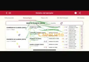 Caballo montado Doma