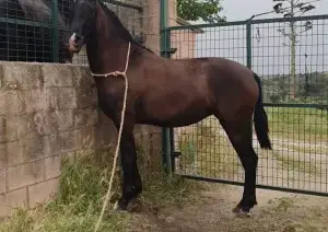 Yegua negra PRE 3 años