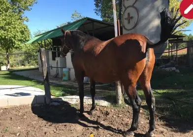 Ponemos a la venta yegua Pre 🇪🇦🇪🇦 con 1.78 17 años