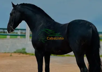 Busco trabajo Mozo de cuadra caballos