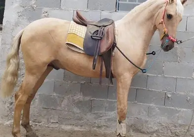 Dos potros color perla en venta – 6 y 16 meses