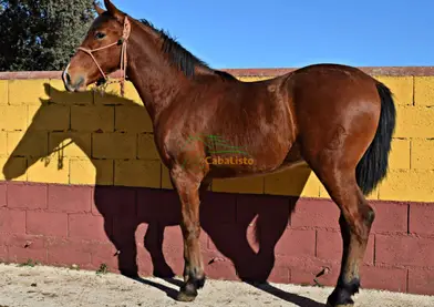 En venta potro español